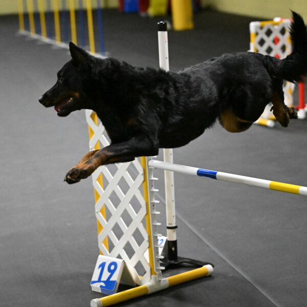 Sirsee-Bourell-Casey-07177