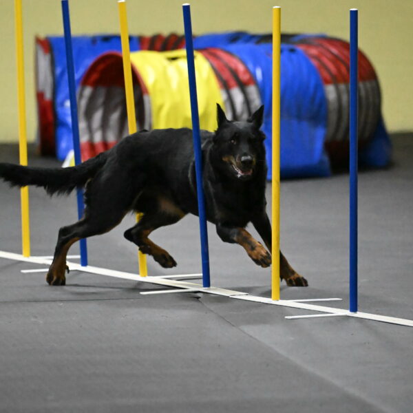 Sirsee-Bourell-Casey-07243