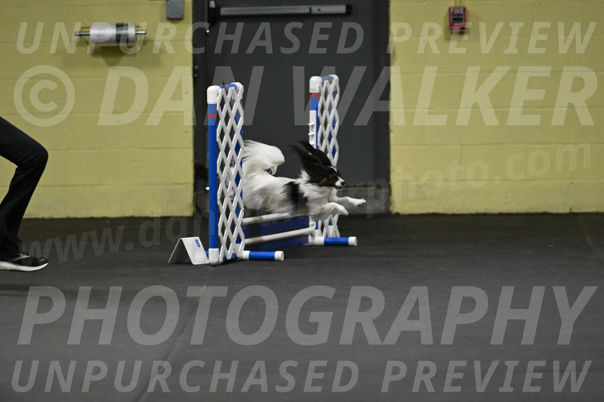 Sparky-Schneider-15747