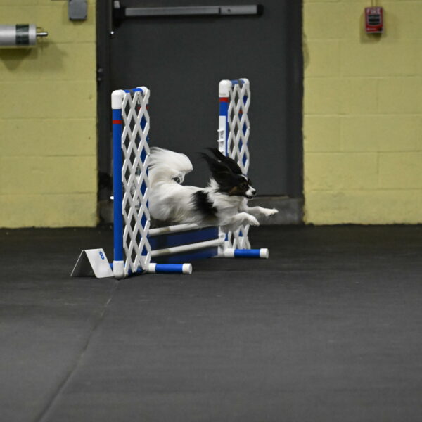 Sparky-Schneider-15747