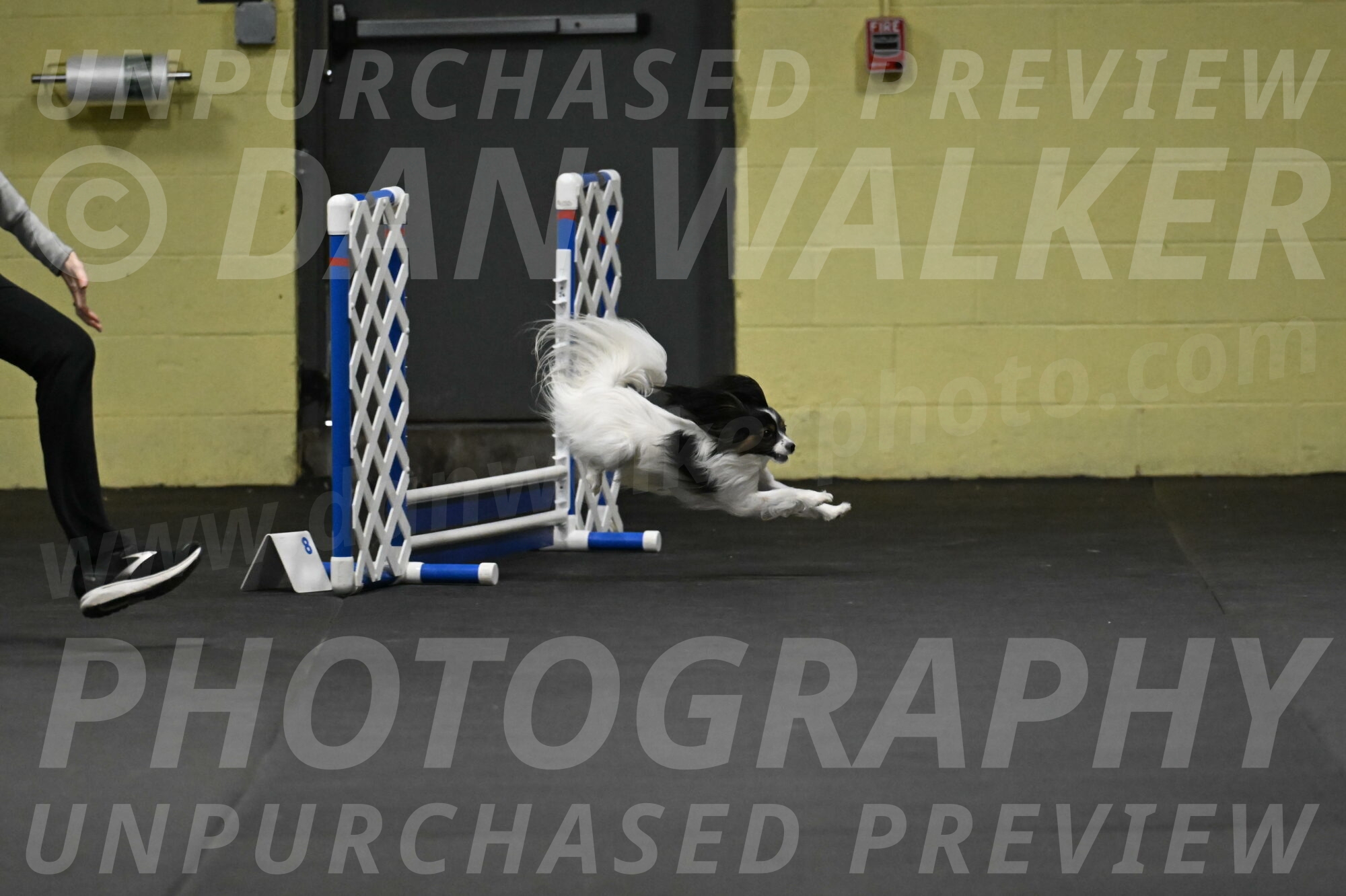 Sparky-Schneider-15748