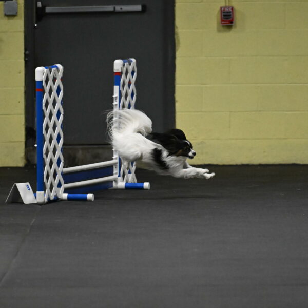 Sparky-Schneider-15748