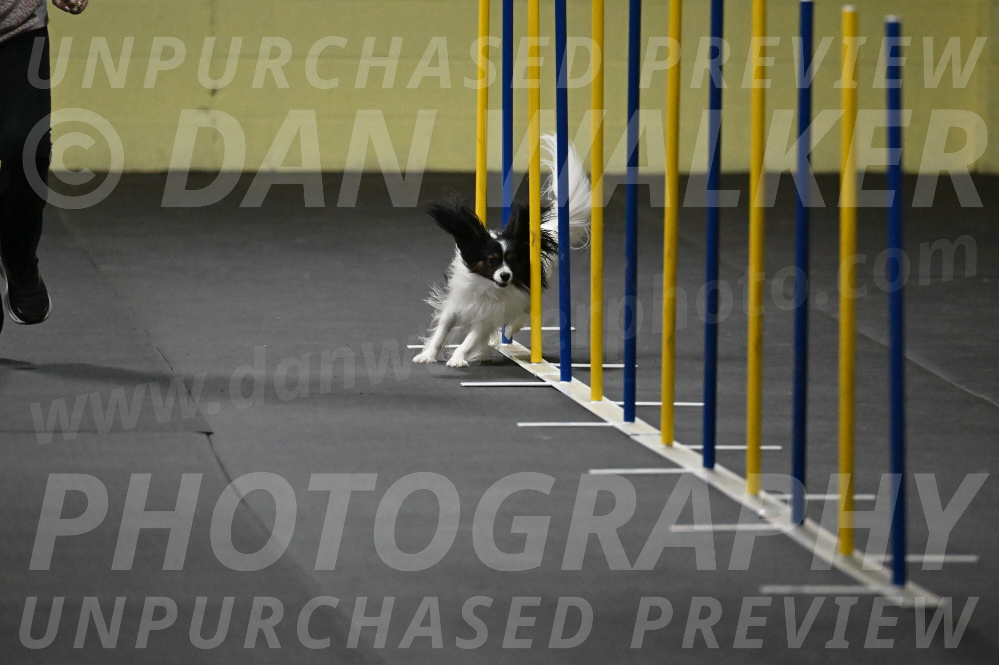 Sparky-Schneider-15751