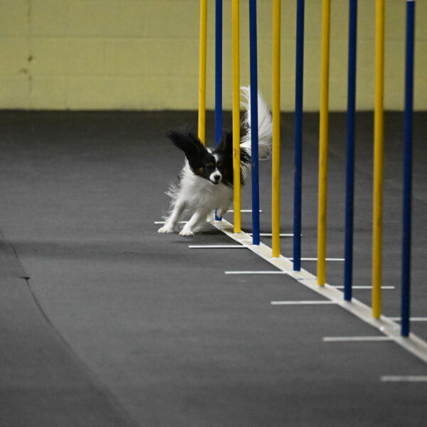 Sparky-Schneider-15751