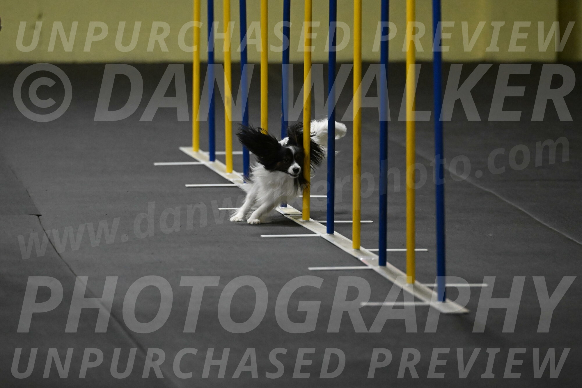 Sparky-Schneider-15763