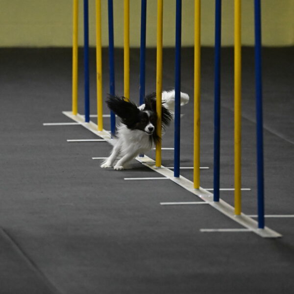 Sparky-Schneider-15763