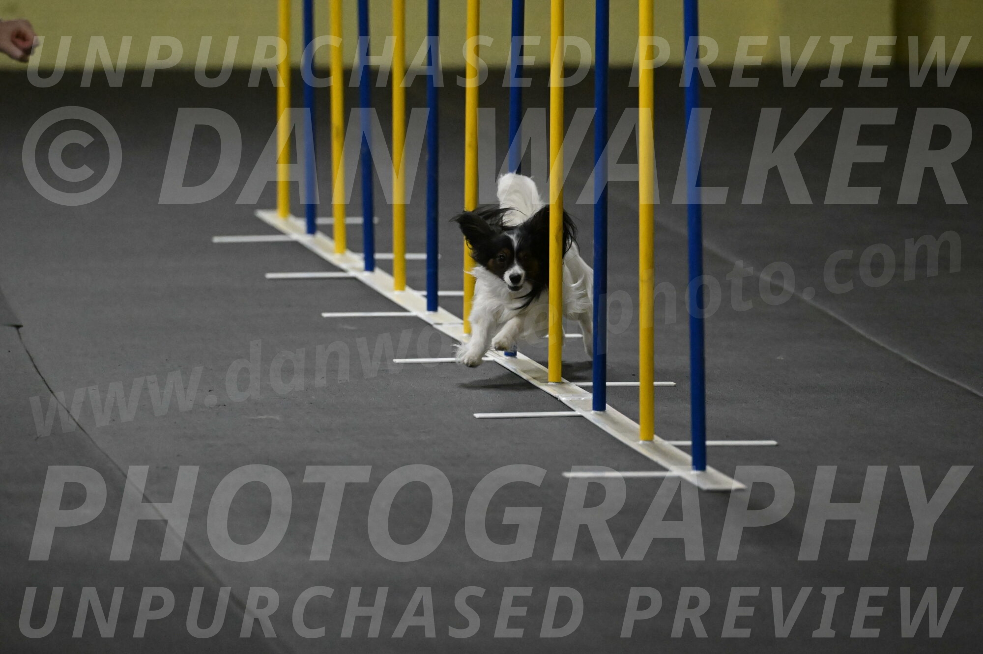 Sparky-Schneider-15768