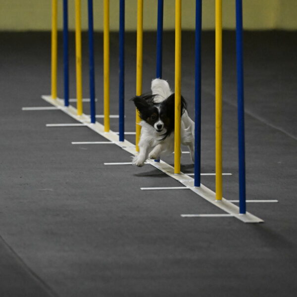 Sparky-Schneider-15768