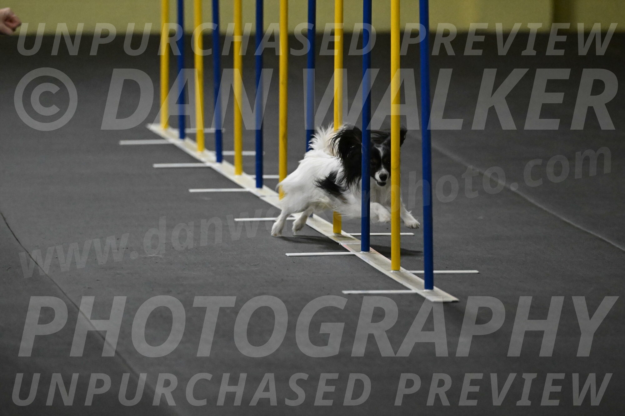 Sparky-Schneider-15770