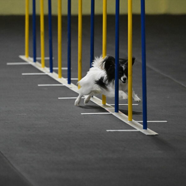 Sparky-Schneider-15770