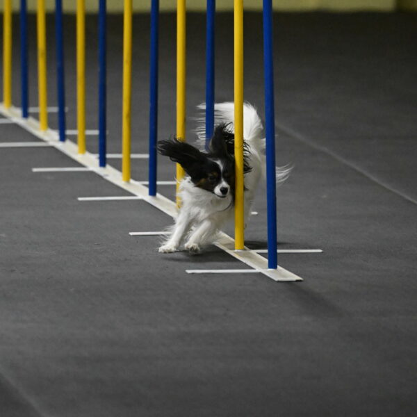 Sparky-Schneider-15773