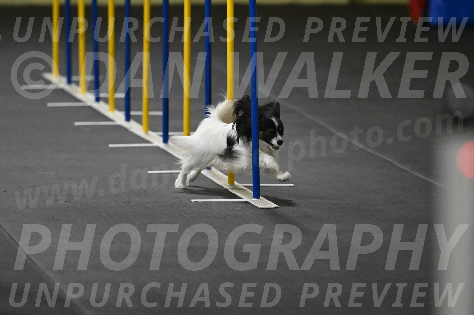 Sparky-Schneider-15775