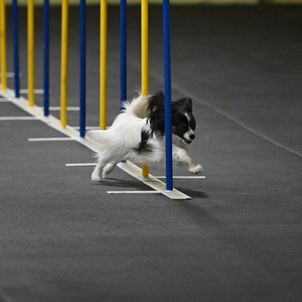 Sparky-Schneider-15775