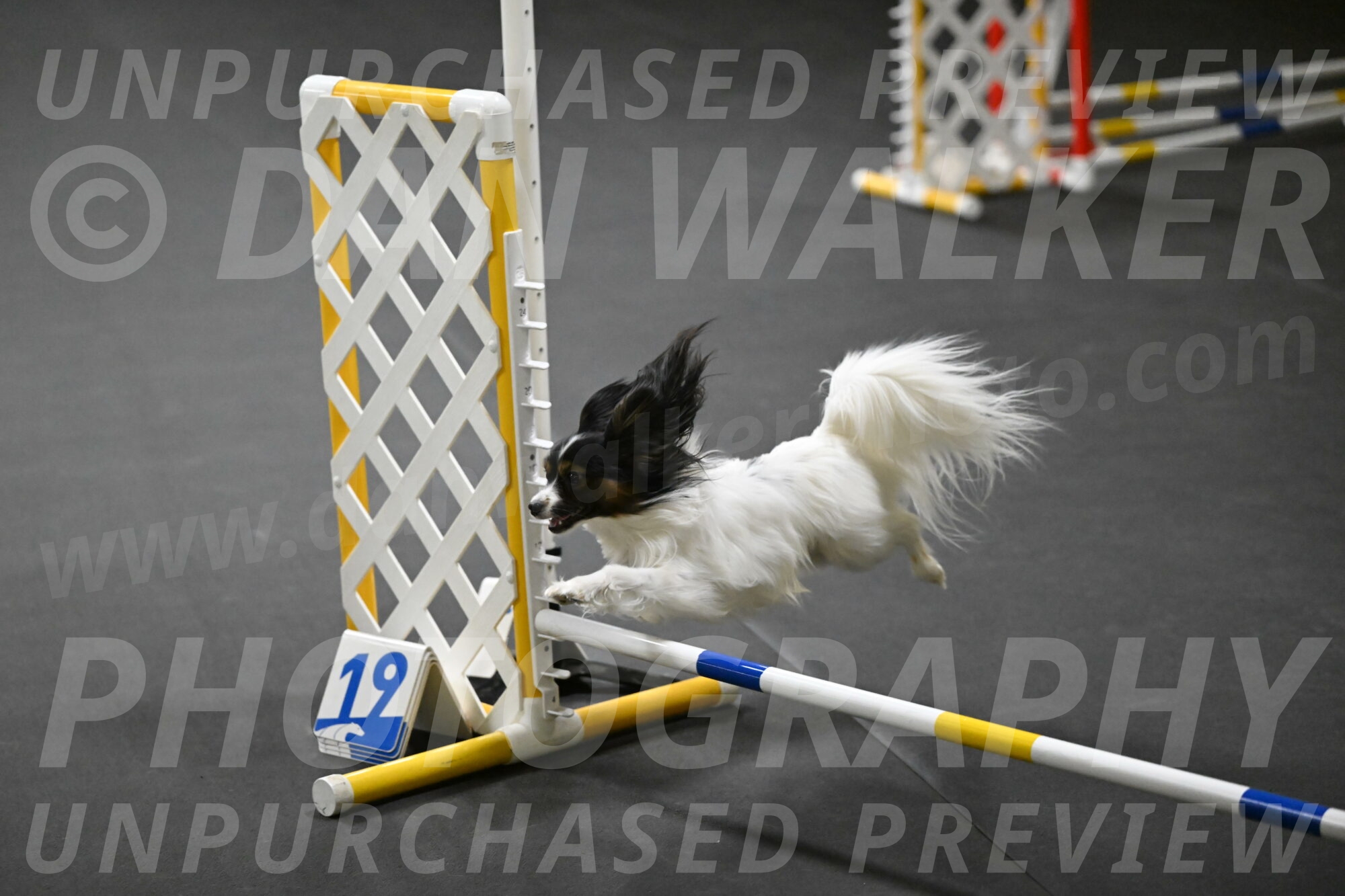 Sparky-Schneider-15784