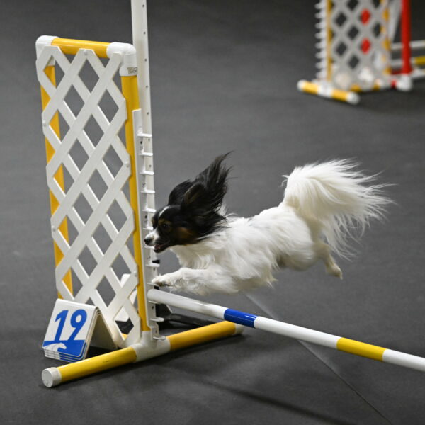 Sparky-Schneider-15784