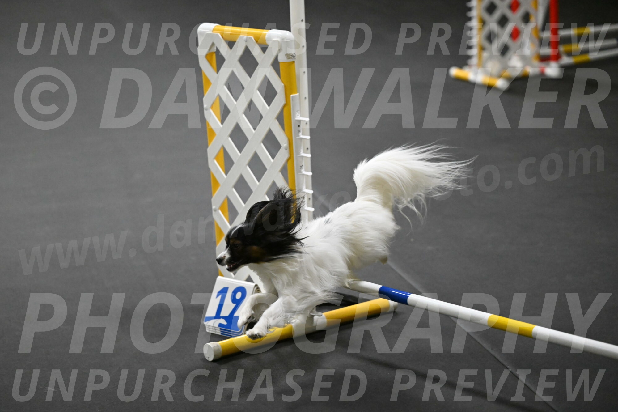 Sparky-Schneider-15785