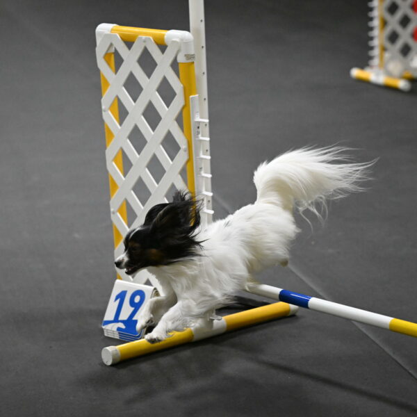 Sparky-Schneider-15785