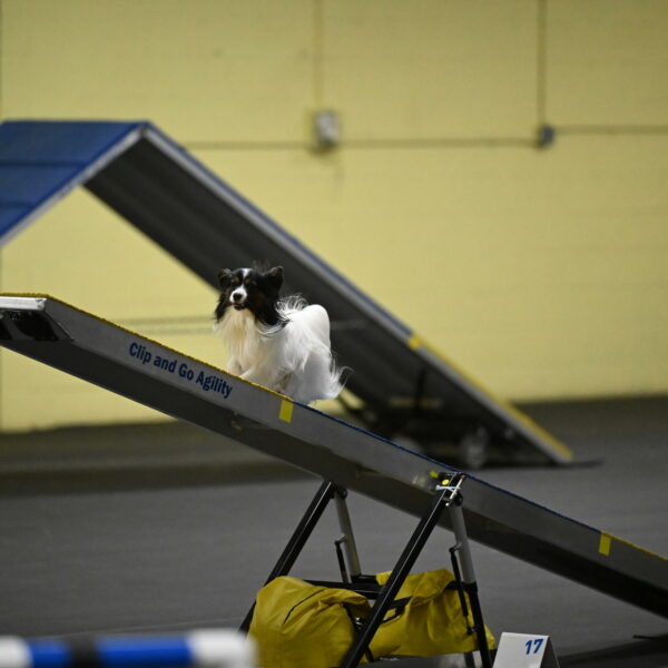 Sparky-Schneider-15789