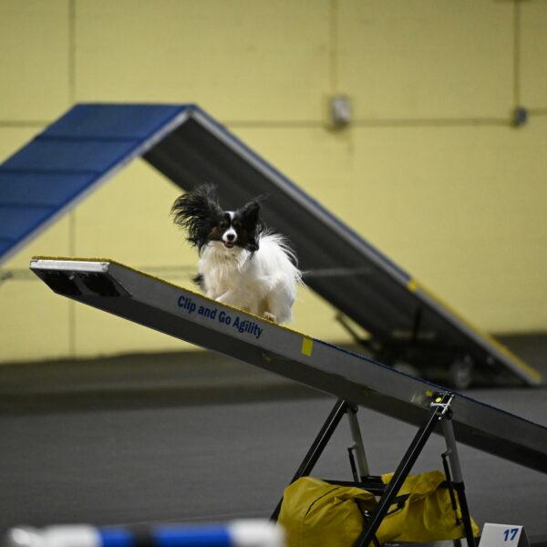 Sparky-Schneider-15790