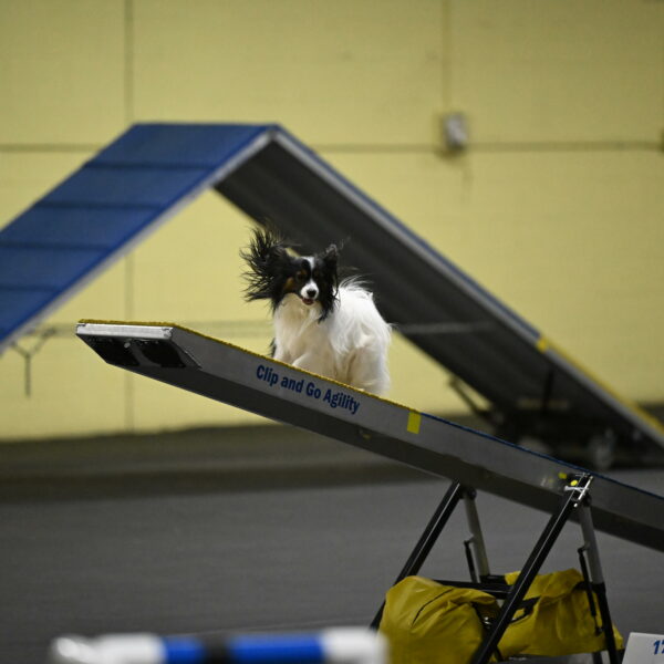 Sparky-Schneider-15791