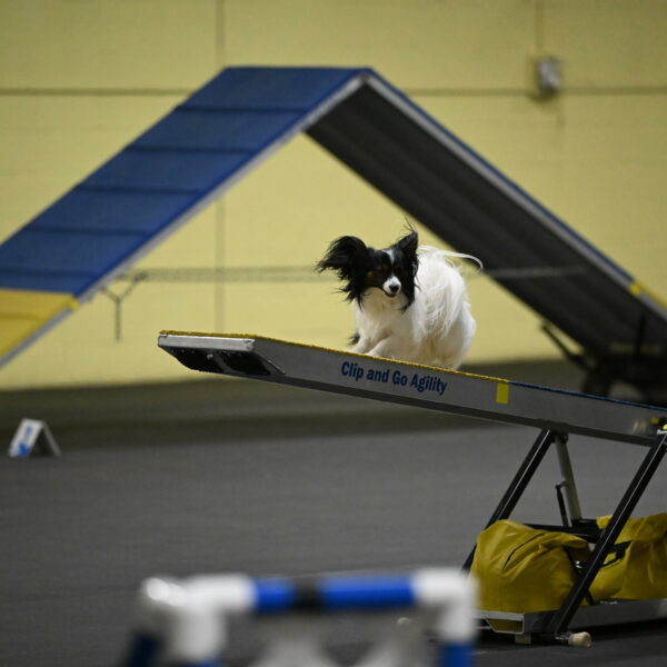 Sparky-Schneider-15793