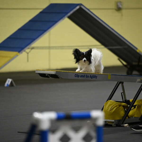 Sparky-Schneider-15794