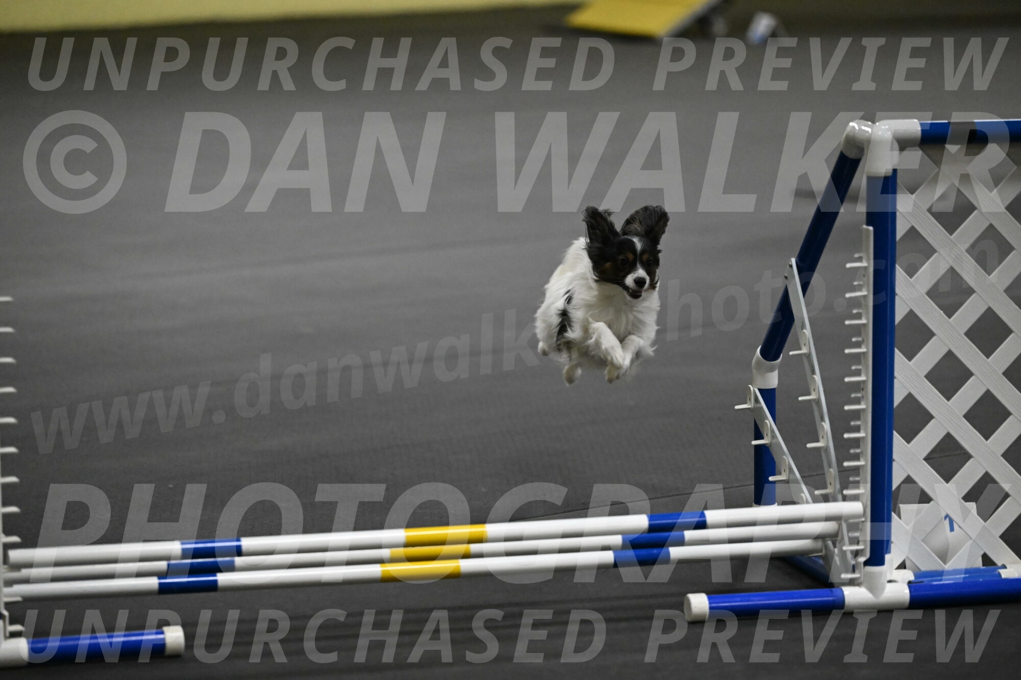 Sparky-Schneider-15797