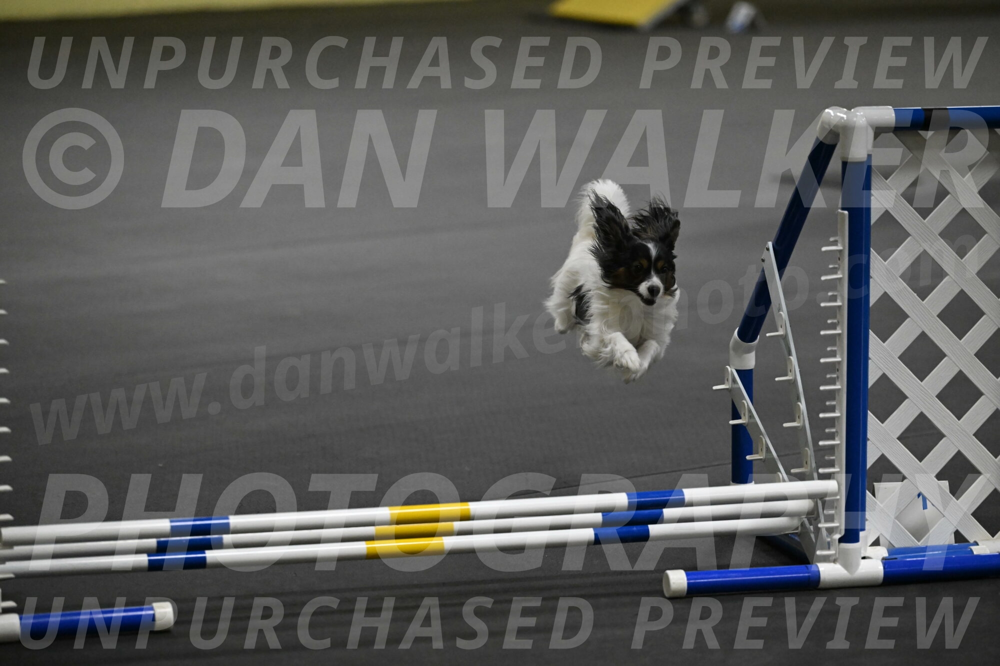 Sparky-Schneider-15798