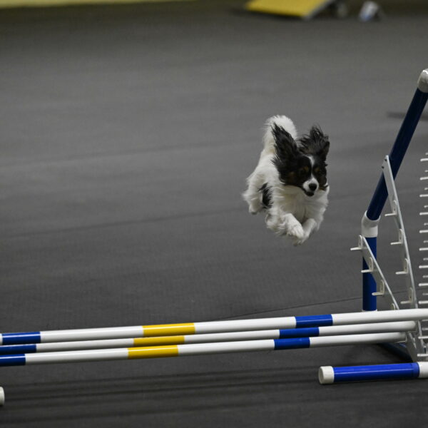 Sparky-Schneider-15798