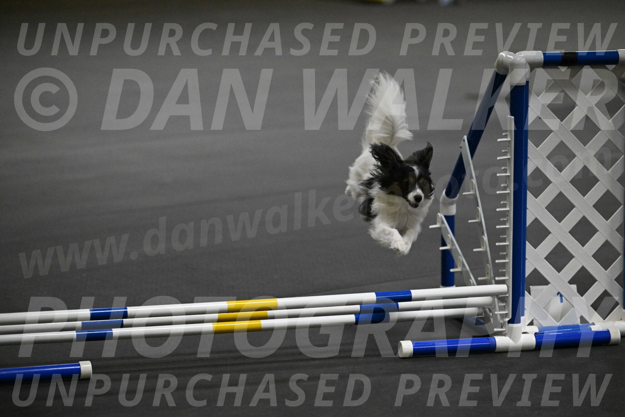 Sparky-Schneider-15799