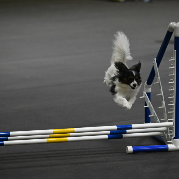 Sparky-Schneider-15799