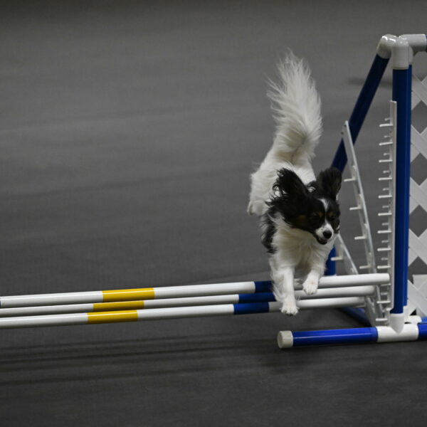 Sparky-Schneider-15800