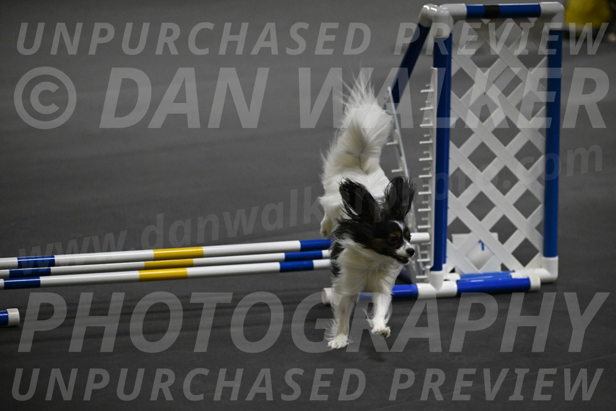 Sparky-Schneider-15801