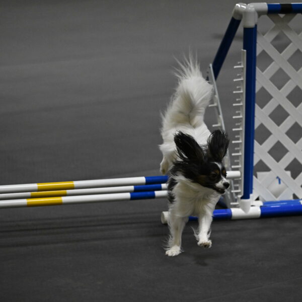 Sparky-Schneider-15801