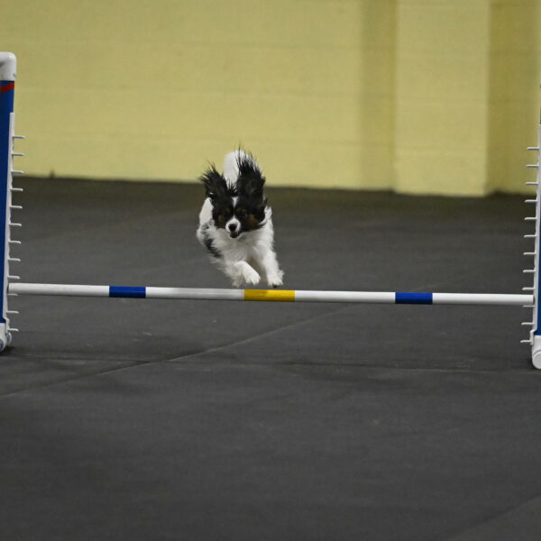 Sparky-Schneider-15805