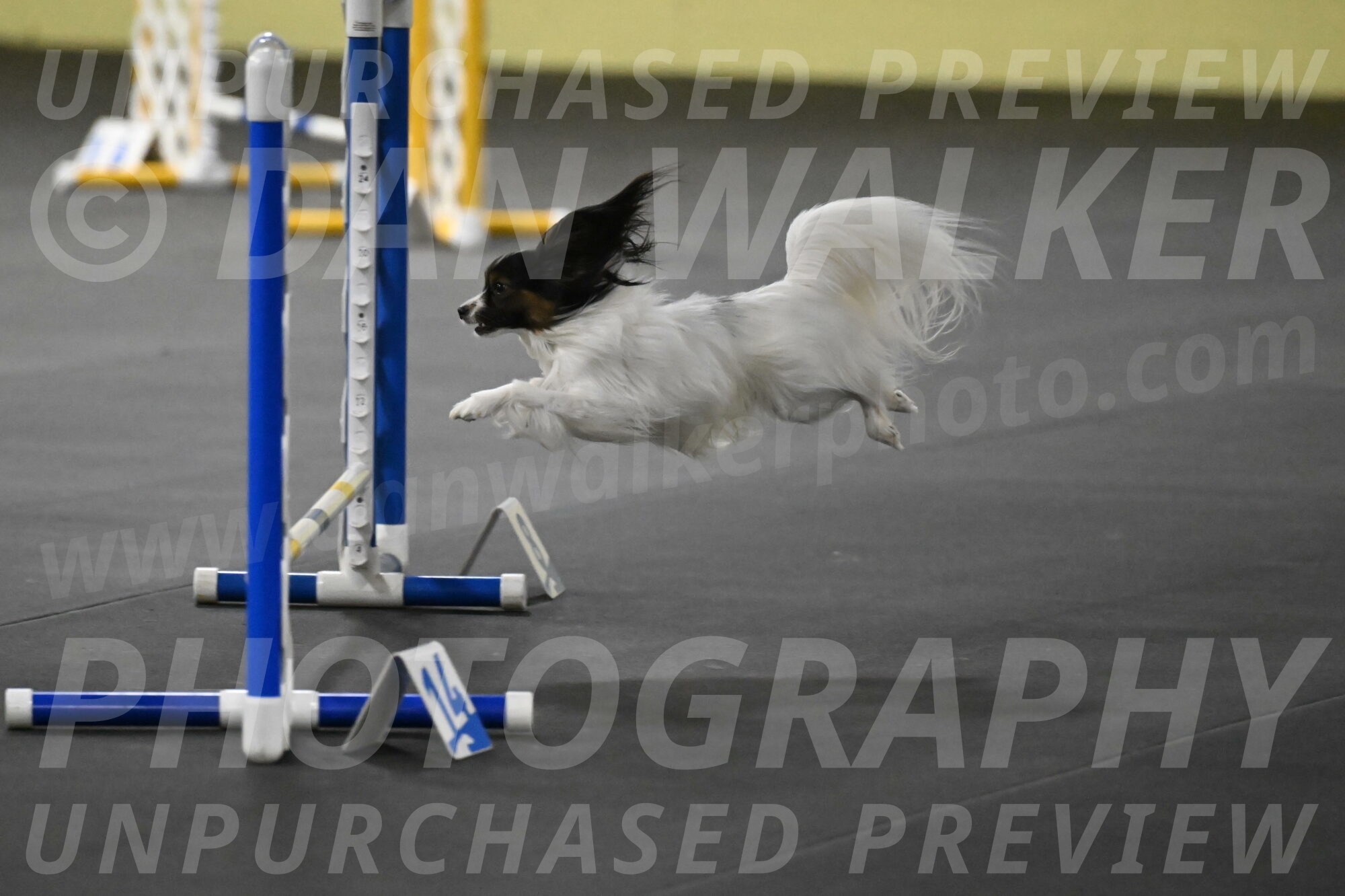 Sparky-Schneider-15809