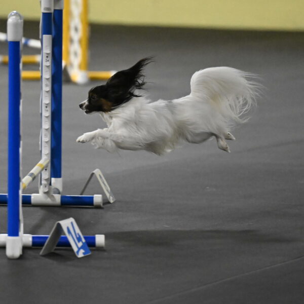 Sparky-Schneider-15809