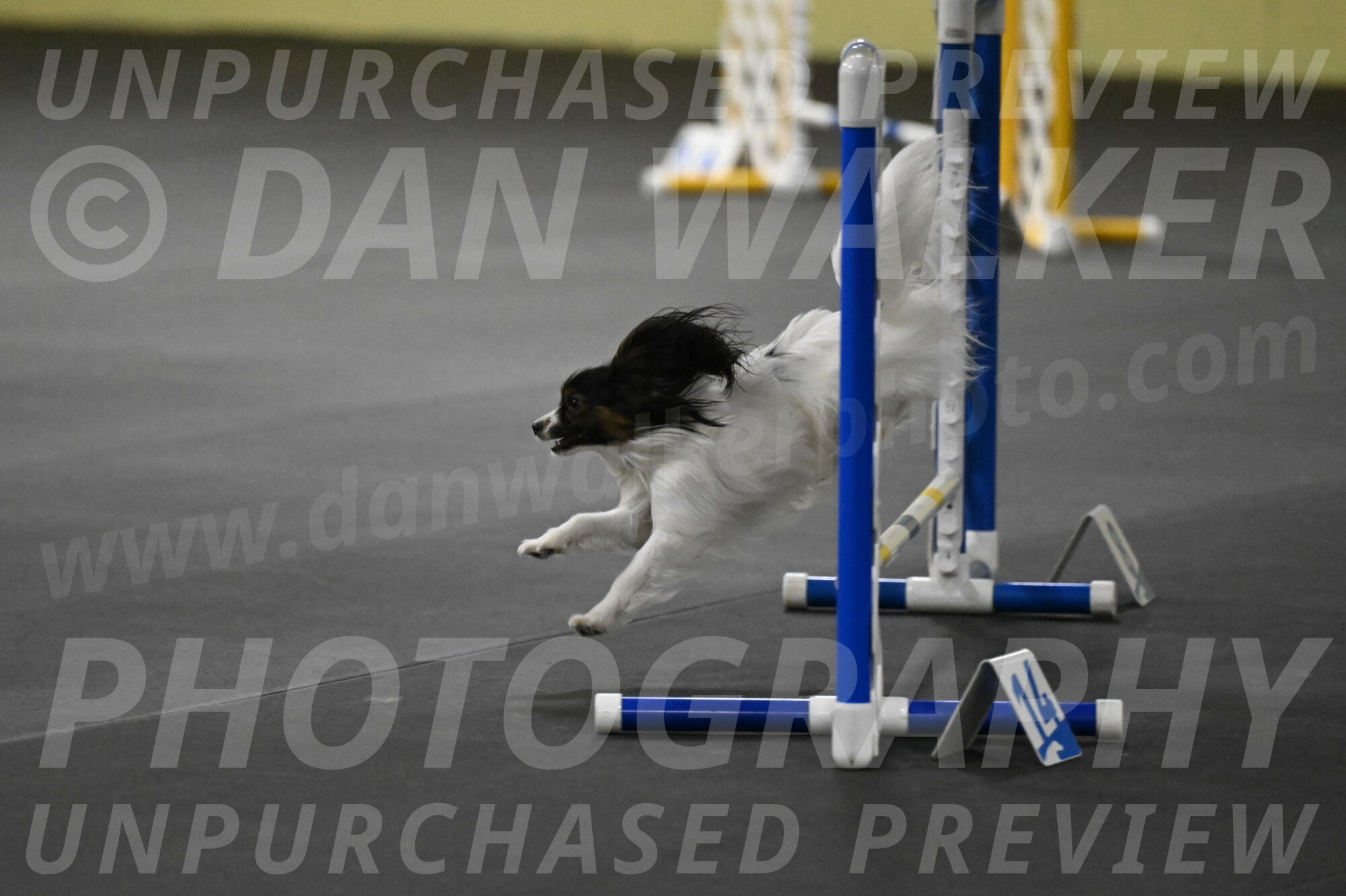 Sparky-Schneider-15811