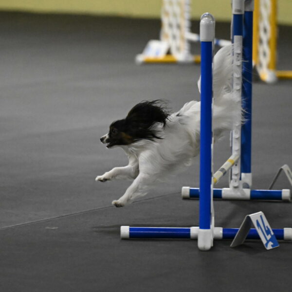 Sparky-Schneider-15811