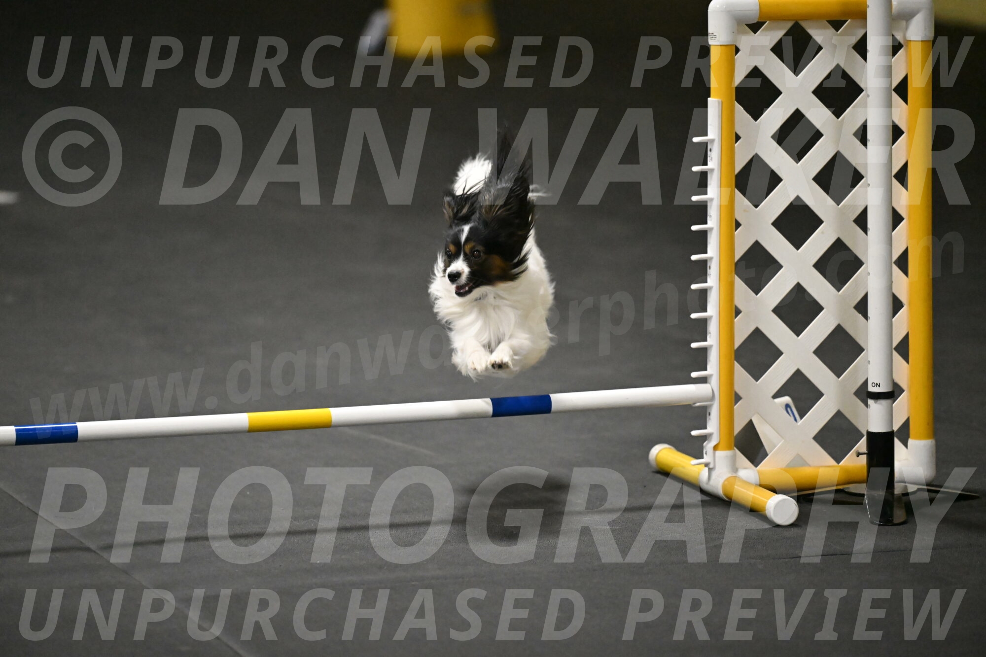 Sparky-Schneider-15836