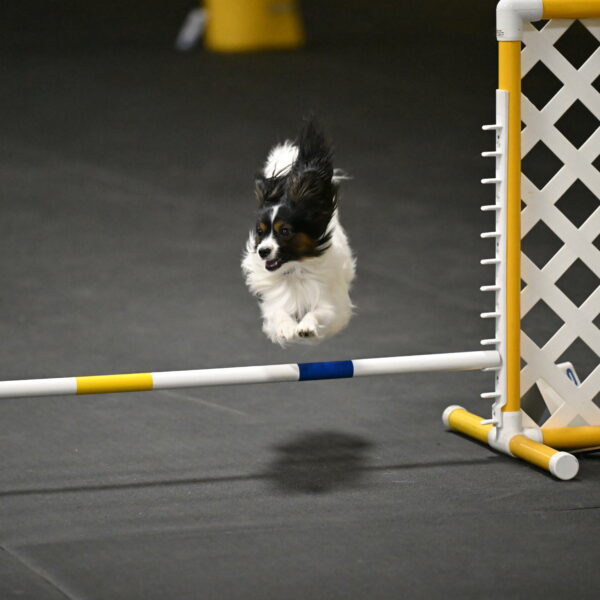 Sparky-Schneider-15836