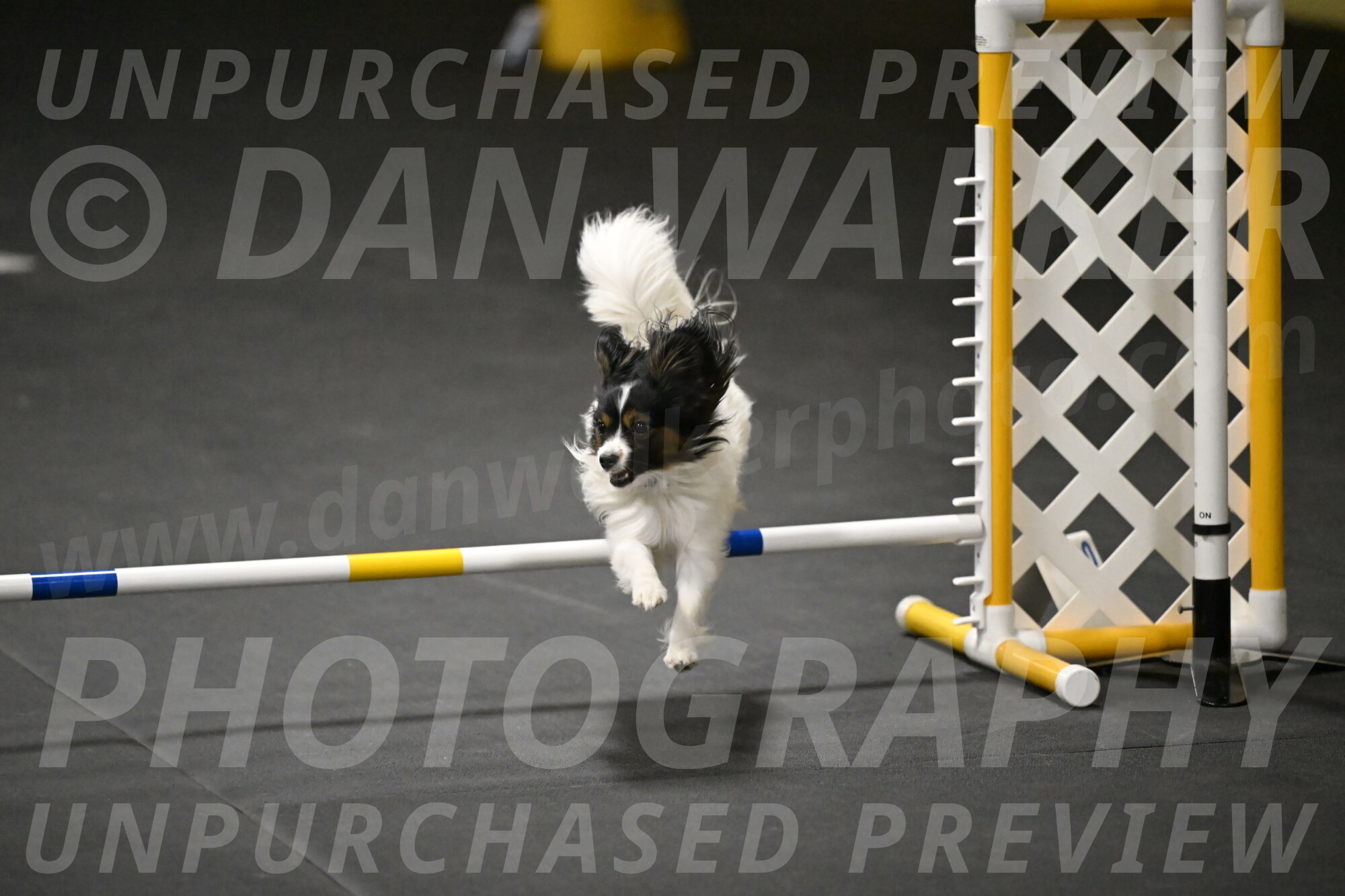 Sparky-Schneider-15837