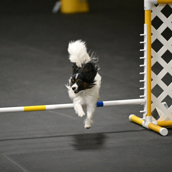 Sparky-Schneider-15837