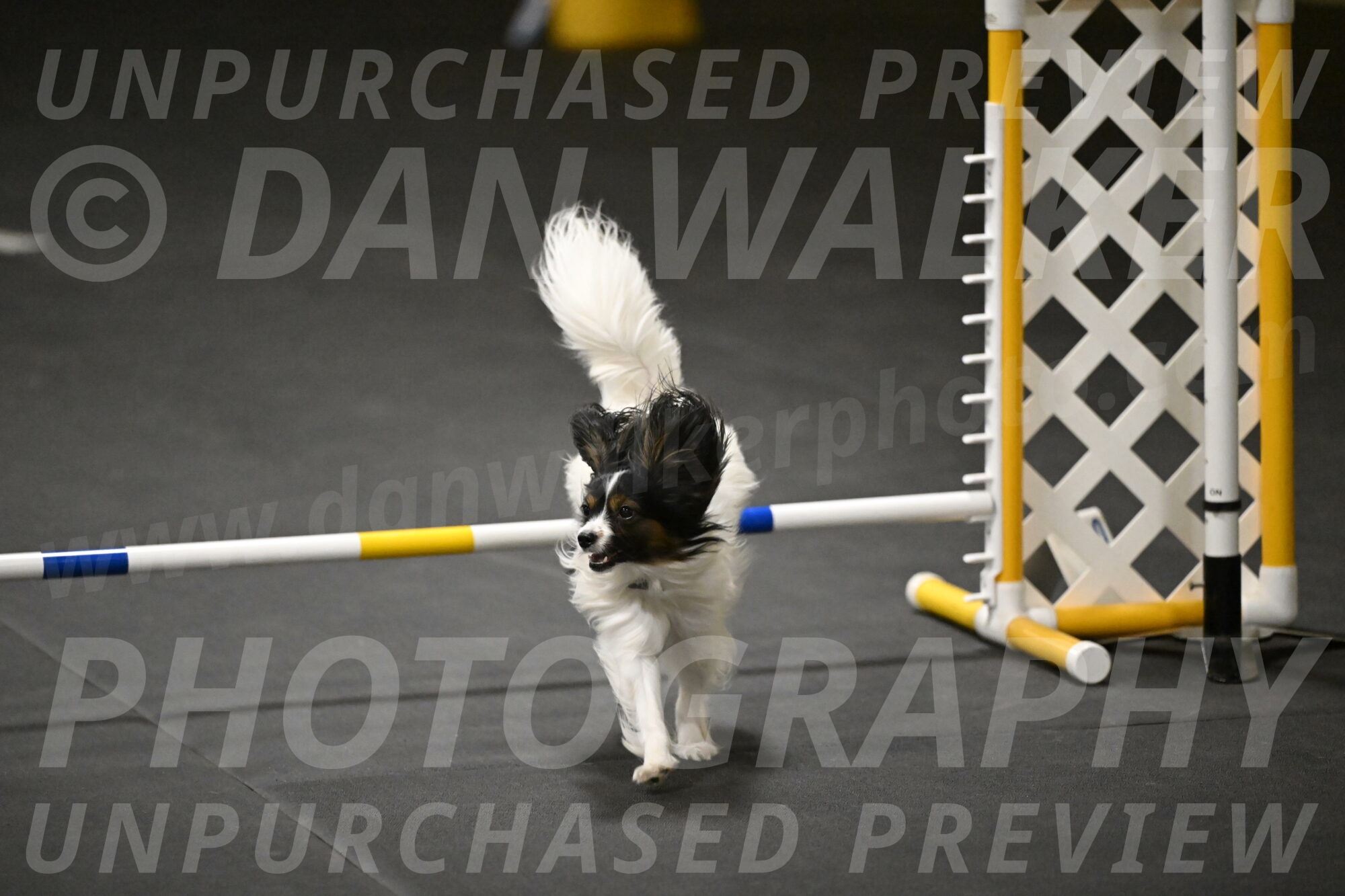 Sparky-Schneider-15838