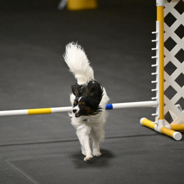 Sparky-Schneider-15838