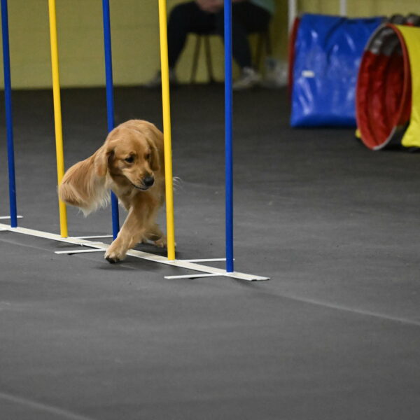 Valley-Johnson-10936