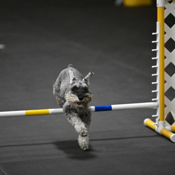 Wilson-Mattern-14031