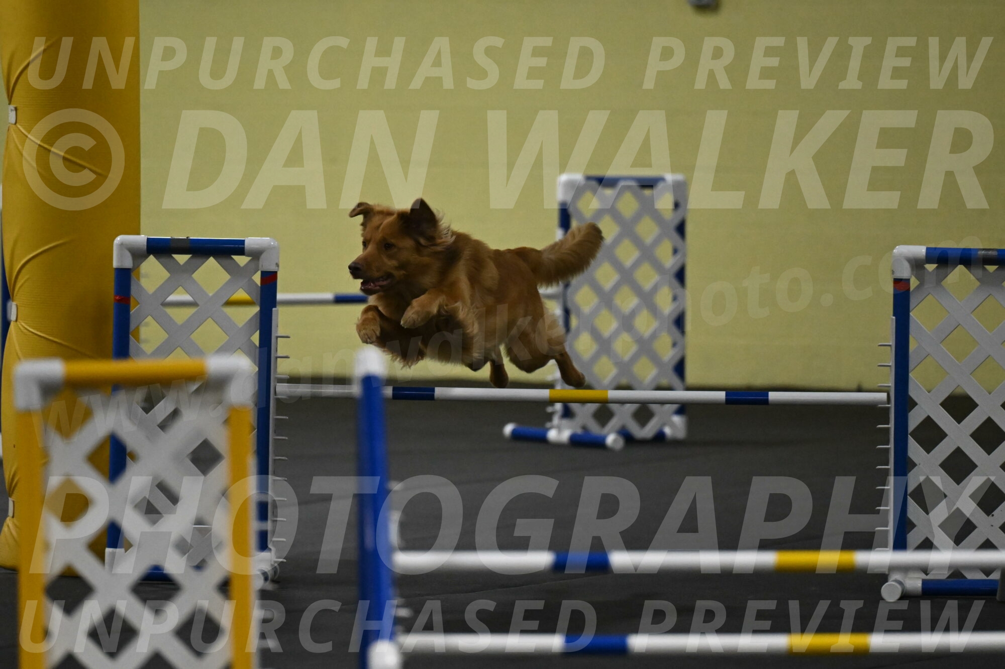 Zippity-Nemeth-12522