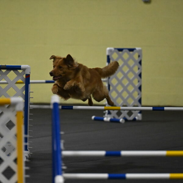 Zippity-Nemeth-12522