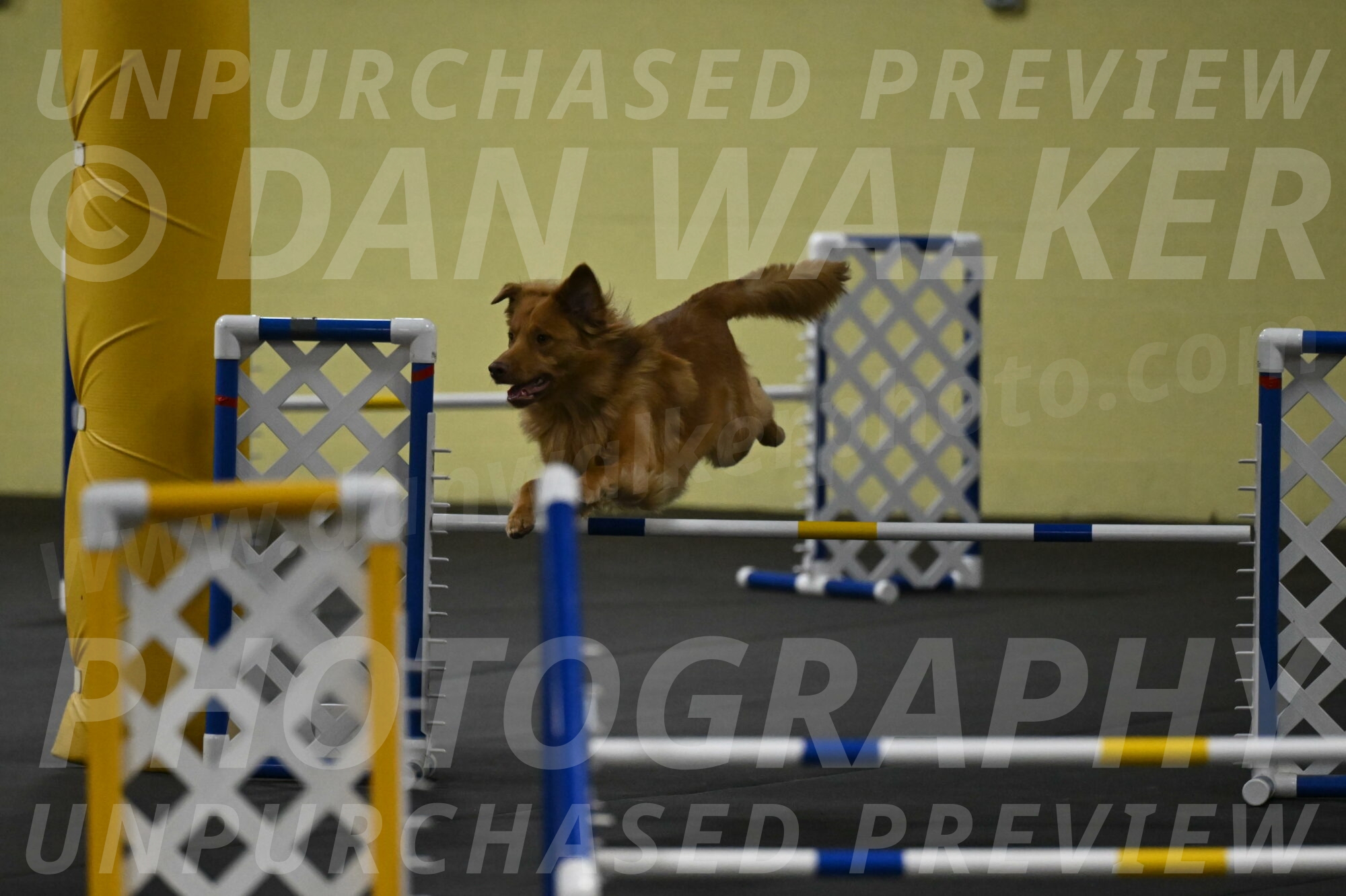 Zippity-Nemeth-12523